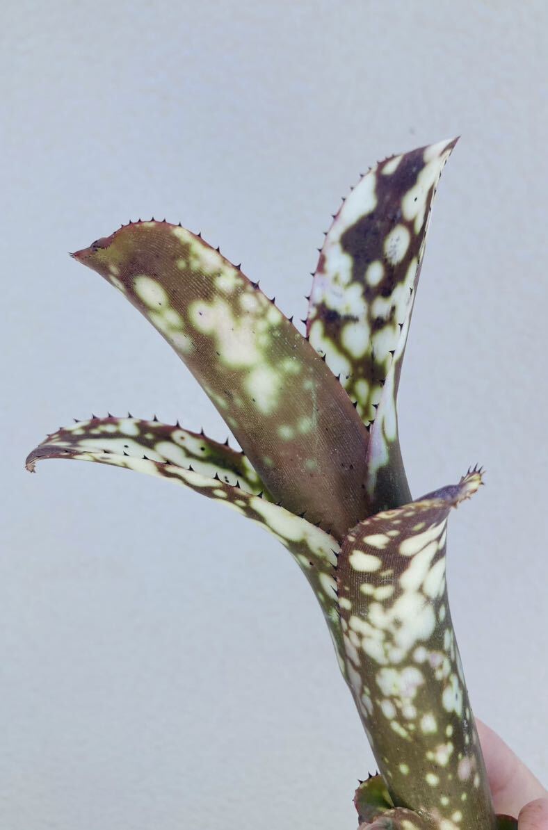 Billbergia ‘Talbot Aristocrat’ /ビルベルギア ‘タルボット アリストクラット’ _画像4