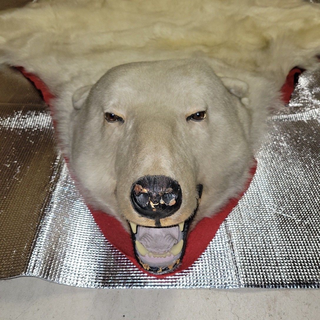 絶滅危惧種 シロクマ 北極熊剥製|Yahoo!フリマ(旧PayPayフリマ) 絶滅危惧種 シロクマ 北極熊剥製|Yahoo!フリマ(旧PayPayフリマ)