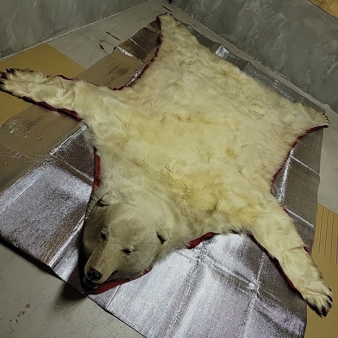 絶滅危惧種 シロクマ 北極熊剥製|Yahoo!フリマ(旧PayPayフリマ) 絶滅危惧種 シロクマ 北極熊剥製|Yahoo!フリマ(旧PayPayフリマ)