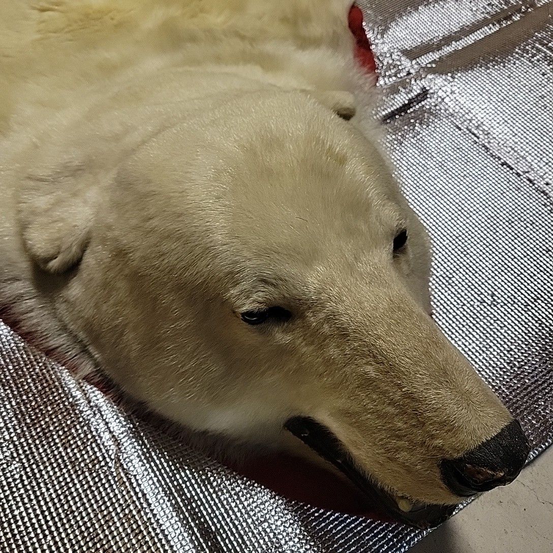 絶滅危惧種 シロクマ 北極熊剥製|Yahoo!フリマ(旧PayPayフリマ) 絶滅危惧種 シロクマ 北極熊剥製|Yahoo!フリマ(旧PayPayフリマ)