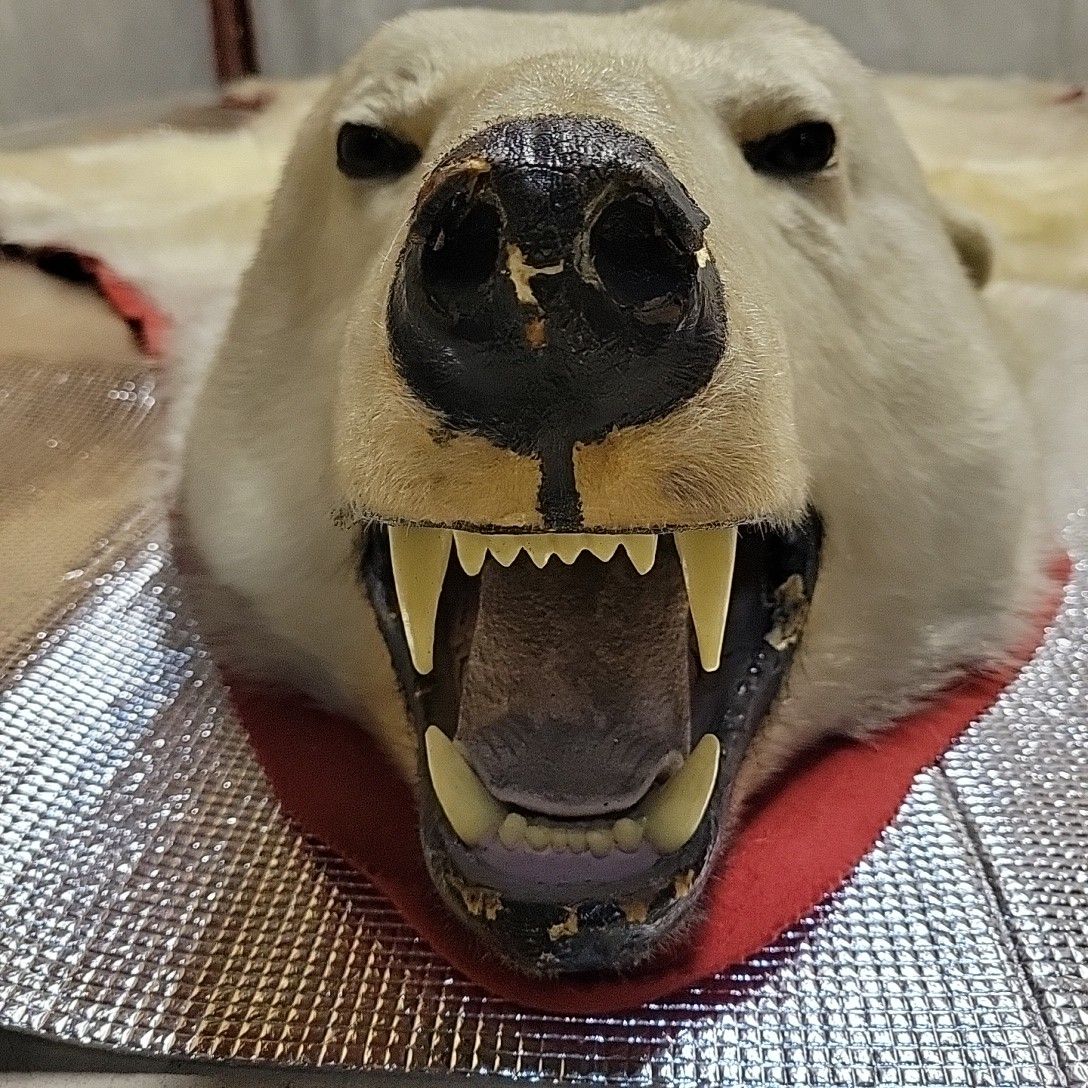 絶滅危惧種 シロクマ 北極熊剥製|Yahoo!フリマ(旧PayPayフリマ) 絶滅危惧種 シロクマ 北極熊剥製|Yahoo!フリマ(旧PayPayフリマ)