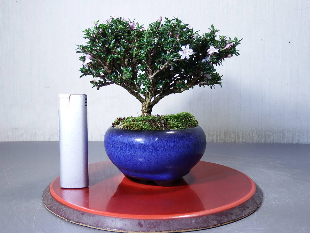  mini bonsai ... number tree (H-11)< service goods >