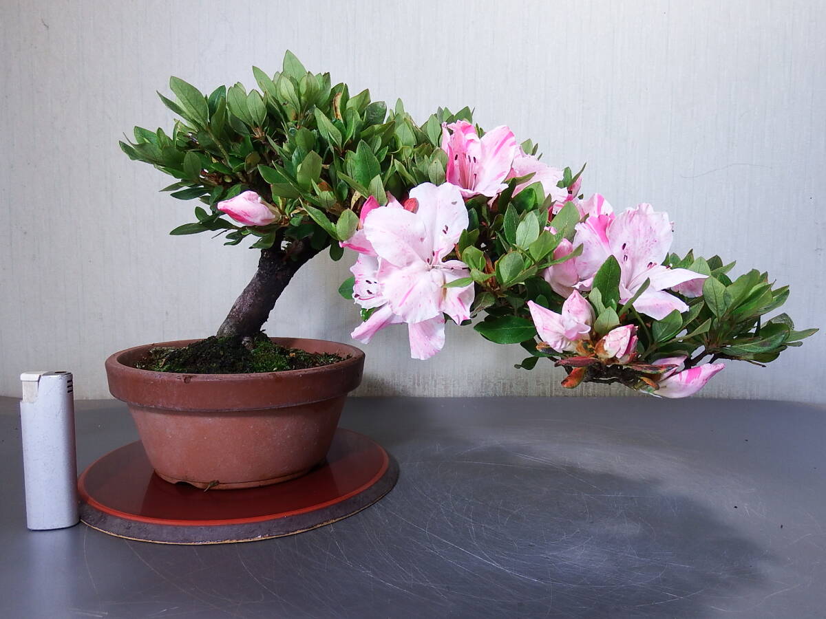  бонсай Rhododendron indicum <. шар >(I-3)< сервис товар >