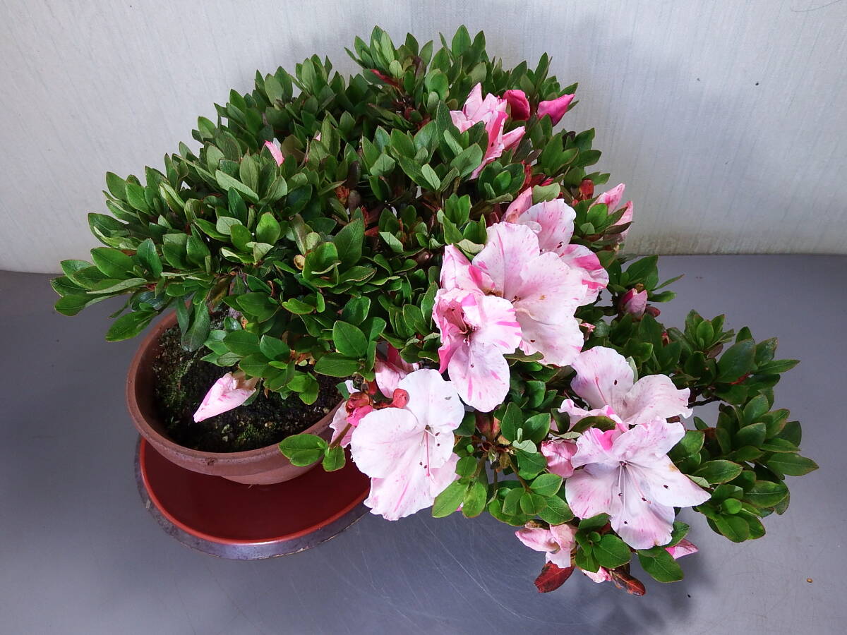  бонсай Rhododendron indicum <. шар >(I-3)< сервис товар >