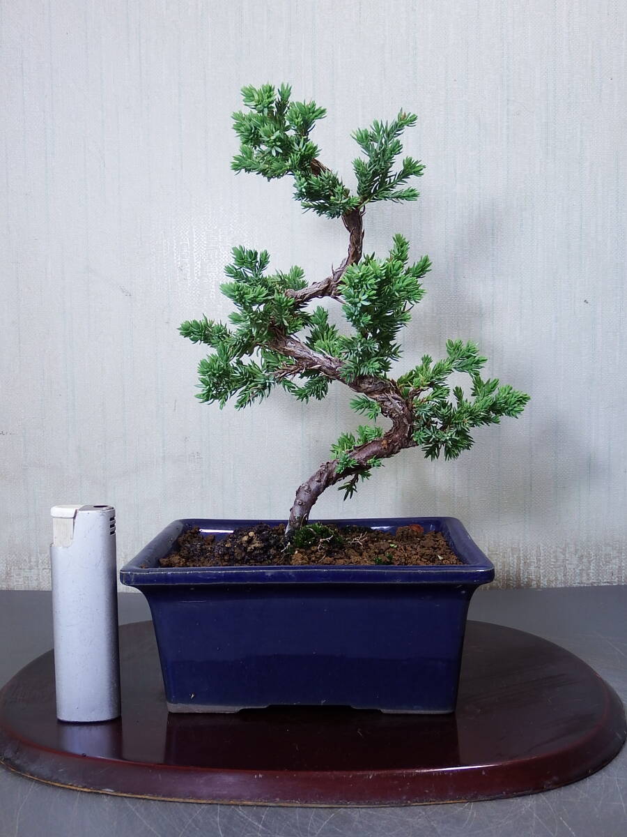  bonsai sonare(I-7)< service goods >