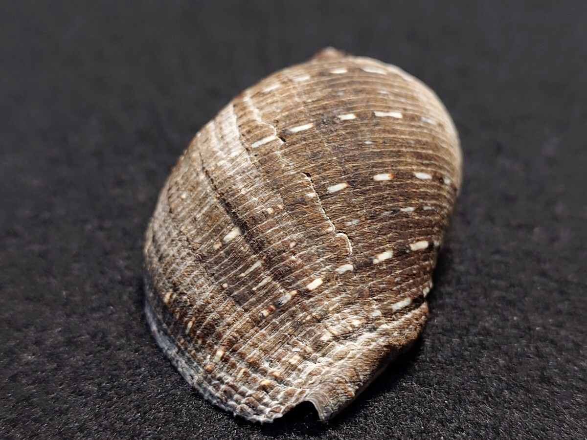 *.* shell * specimen * ho so fibre tetsubola