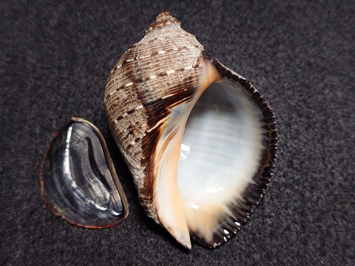*.* shell * specimen * ho so fibre tetsubola