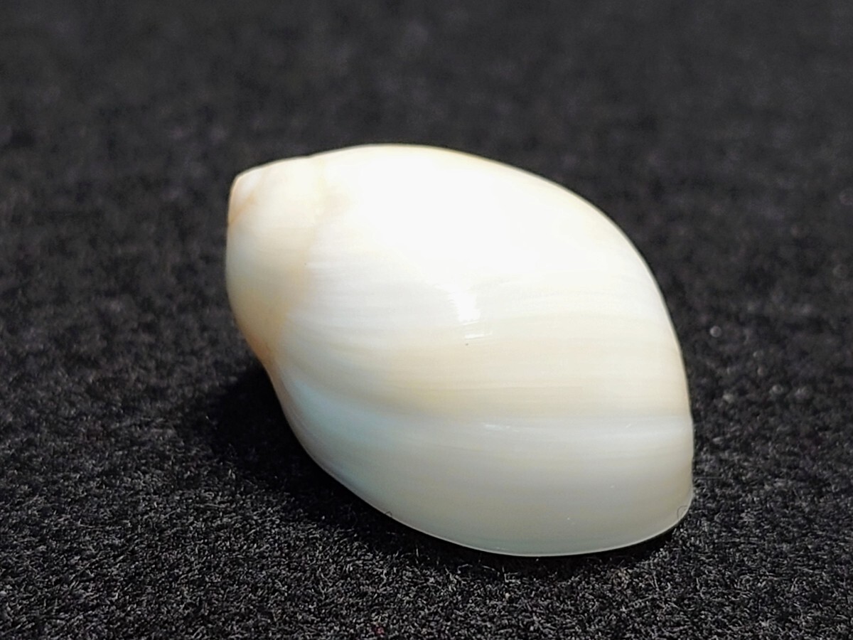 *.* shell * specimen * low irotomigai