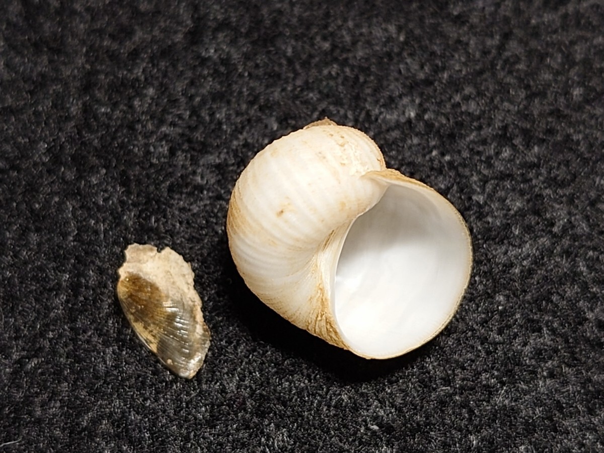 *.* shell * specimen * maru white mouse 