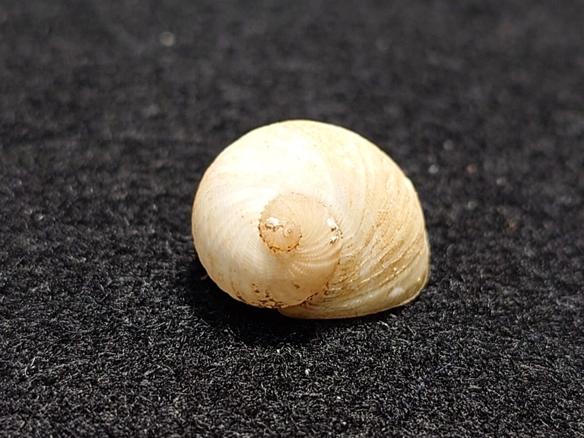 *.* shell * specimen * maru white mouse 