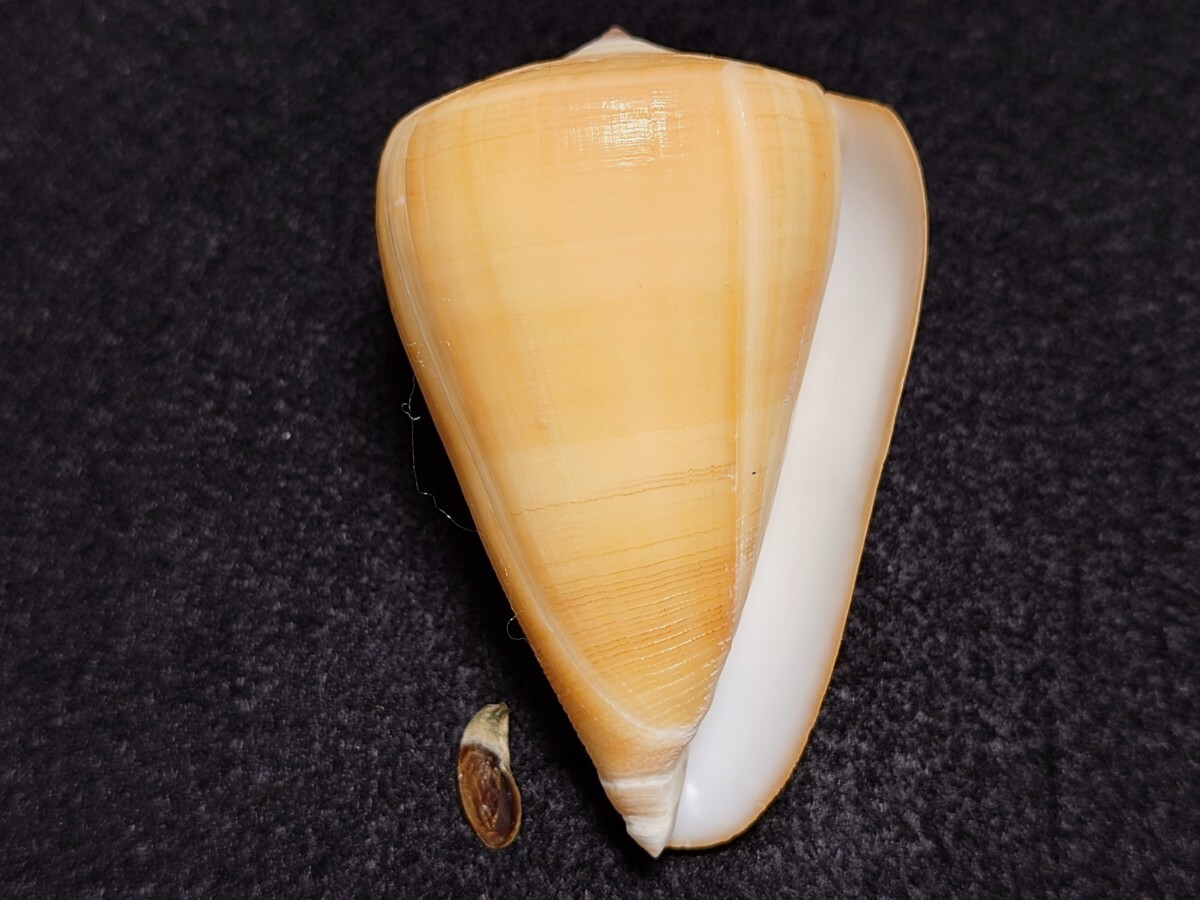 *.* shell * specimen * low sok gai