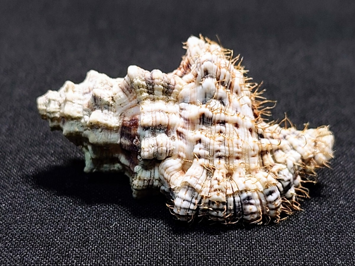 *.* shell * specimen *mitsukadobola