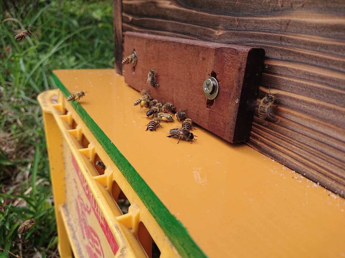 日本蜜蜂 ミツバチ 蜜蜂 分蜂群 重箱 新型 ハイブリッド 巣箱 暑さ・ダニ・スムシ対策  ベンチュリー式除熱湿器 メントール箱付の画像3