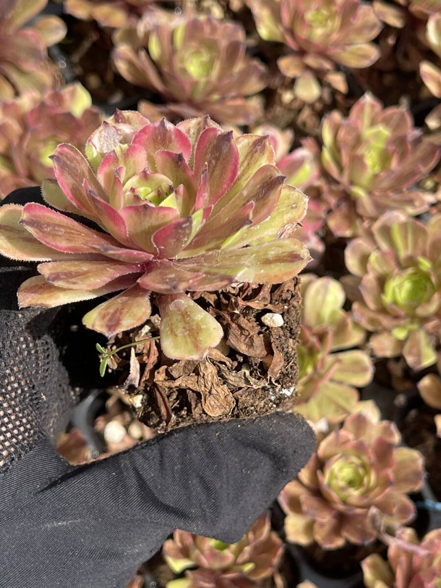  10株 Z110 多肉植物 エケベリア雲姫超美苗 サボテン 観葉植物 花 園芸　レア種 土と根付きで_画像2