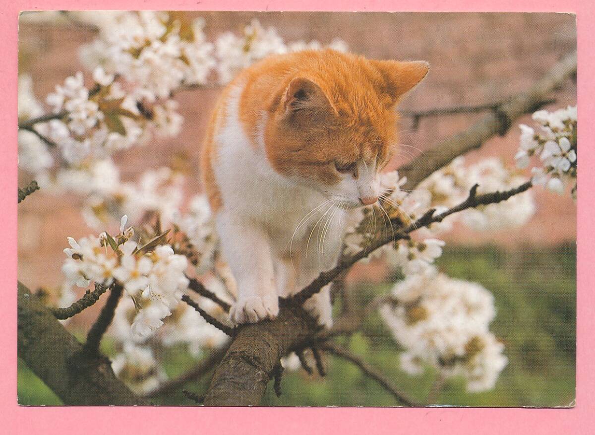 猫(39) V54◆ビンテージポストカード フランス ドイツ ベルギー イタリア イギリス ネコ ねこ 子猫 外国絵葉書_画像2