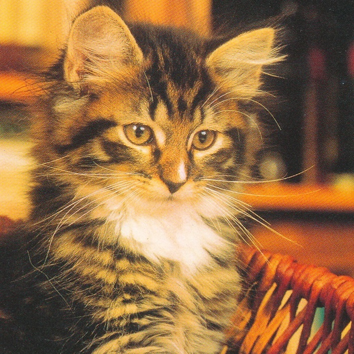 猫(38) V54◆ビンテージポストカード フランス ドイツ ベルギー イタリア イギリス ネコ ねこ 子猫 外国絵葉書_画像1