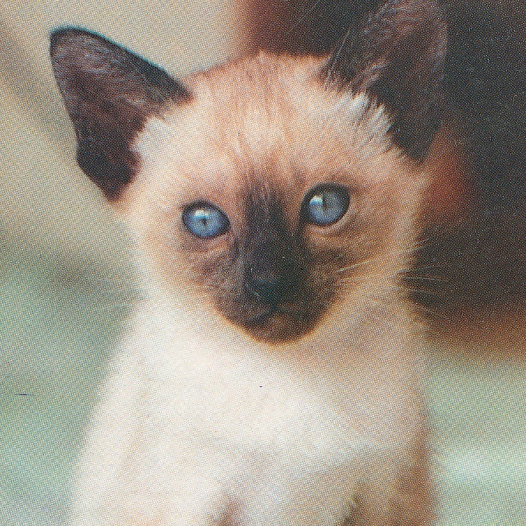 猫(17) V54◆ビンテージポストカード フランス ドイツ ベルギー イタリア イギリス ネコ ねこ 子猫 外国絵葉書_画像1