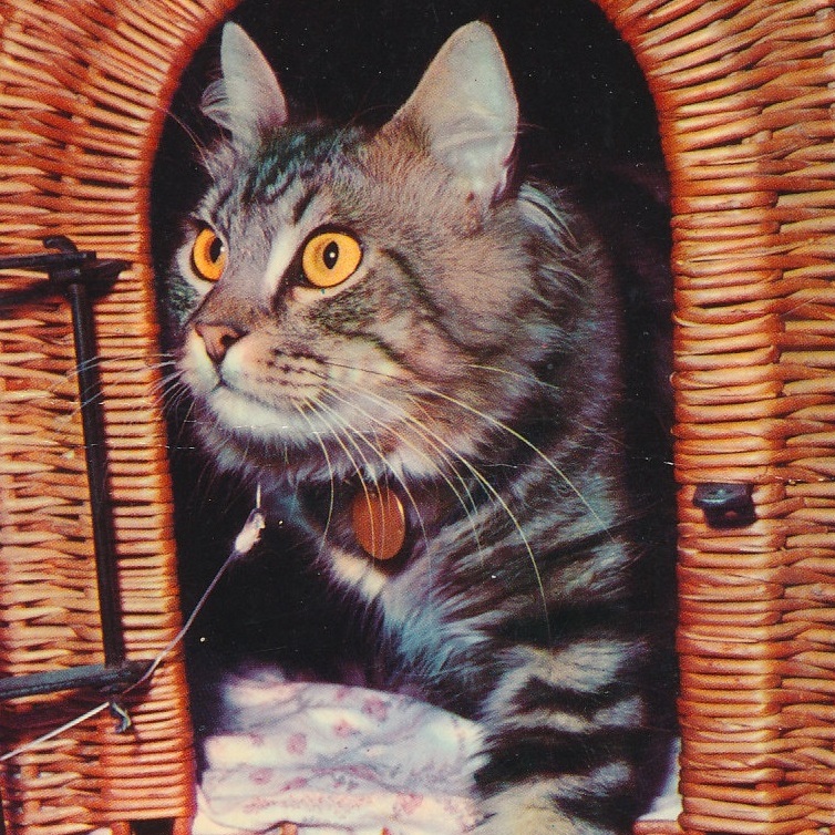 猫(25) V54◆ビンテージポストカード フランス ドイツ ベルギー イタリア イギリス ネコ ねこ 子猫 外国絵葉書_画像1