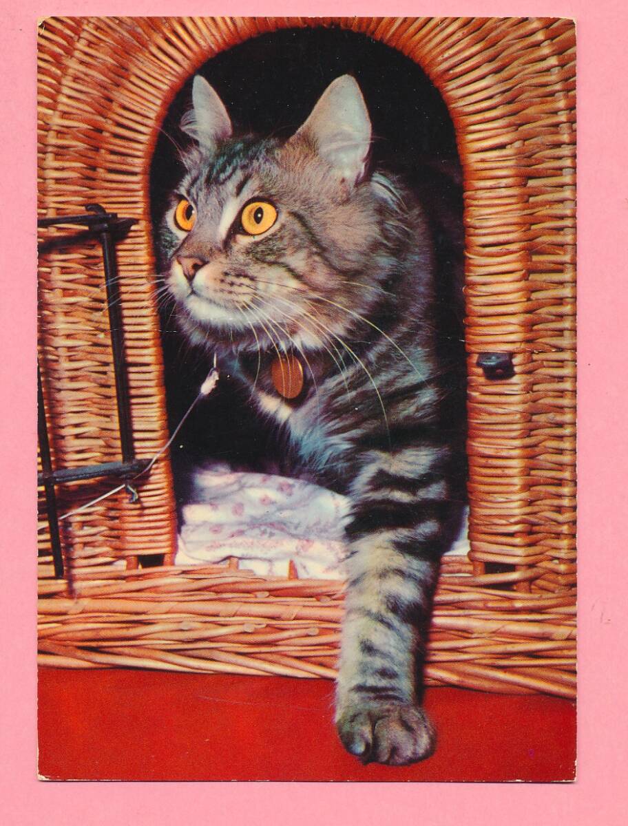 猫(25) V54◆ビンテージポストカード フランス ドイツ ベルギー イタリア イギリス ネコ ねこ 子猫 外国絵葉書_画像2