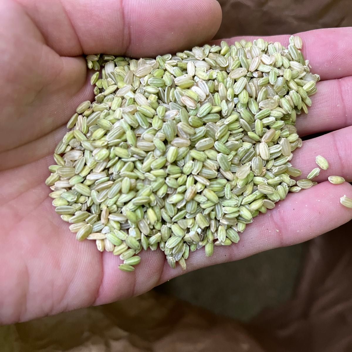 令和5年産　希少な緑玄米（うるち米）900g
