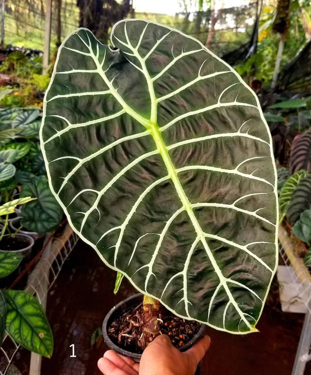 アロカシア Alocasia watsoniana No1 大株_画像2