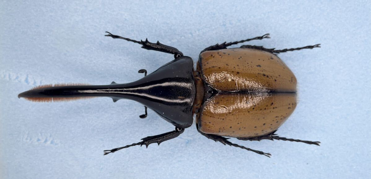 昆虫標本 ヘラクレス モリシマイ 122ミリ ボリビア産 野外品_画像1