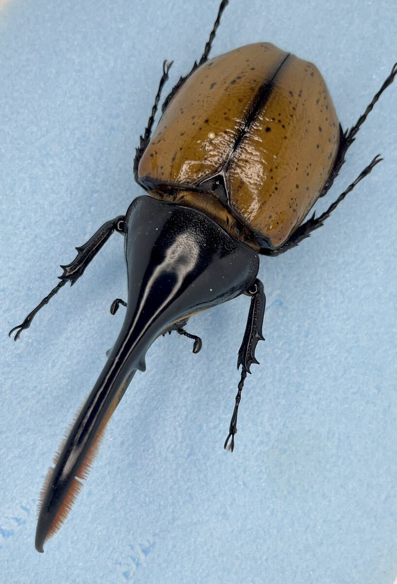昆虫標本 ヘラクレス モリシマイ 122ミリ ボリビア産 野外品の画像2