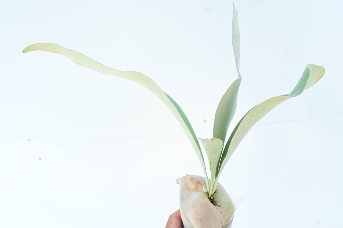 P.OMO TC① @bikamori.comomo staghorn fern 