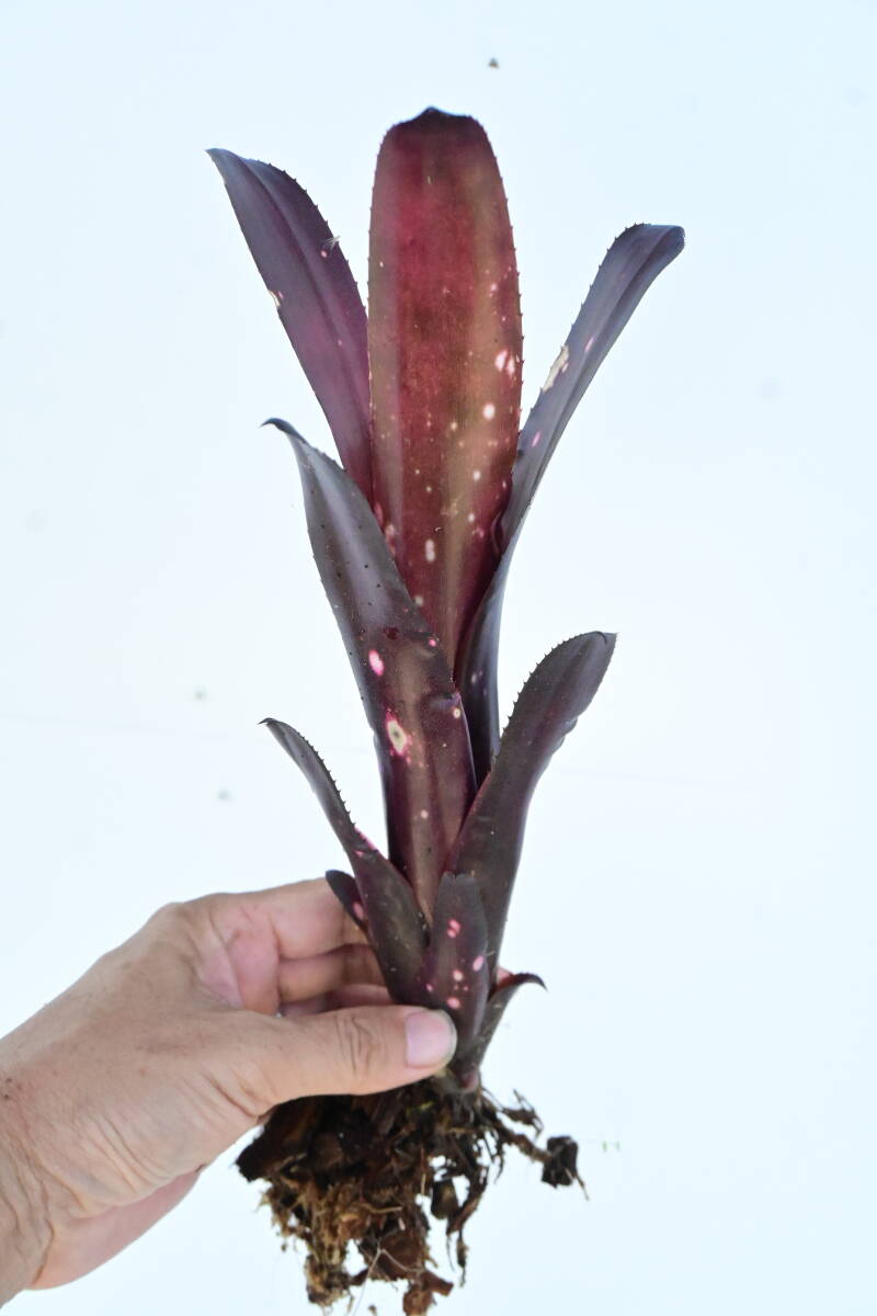 Billbergia \'Hallelujah\' @bikamori.com Bill bell механизм Hare ruya