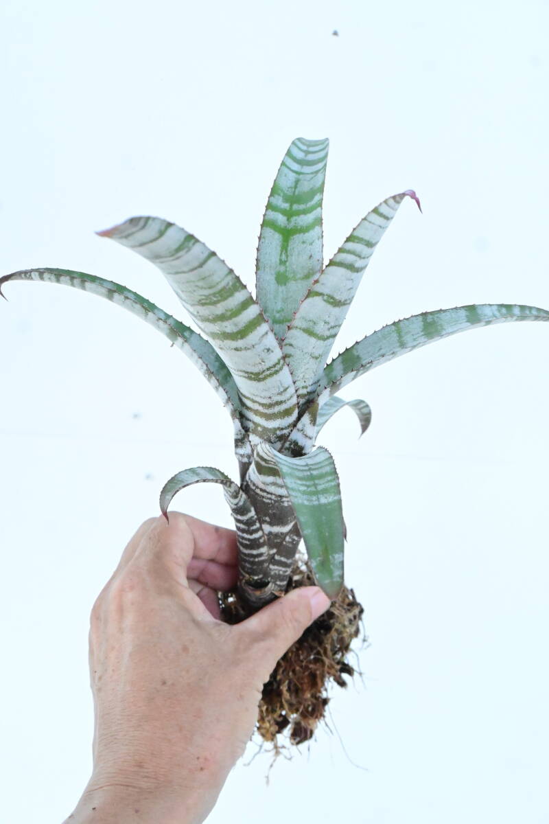 Aechmea nudicaulis 'Frosty The Snowman' @bikamori.com エクメア・ヌディカウリス・フロスティーザスノーマンの画像2