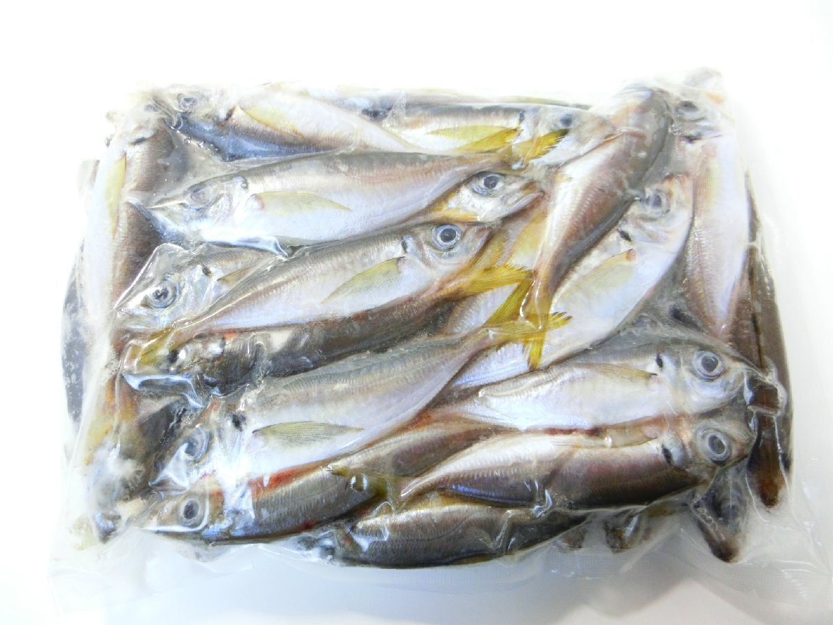 【Max】 冷凍 あじ 業務用 1kg 小アジ 小鯵 凍結 釣り餌 大型魚 熱帯魚 亀 エサ 餌_1kg入りで使いやすいパッケージです