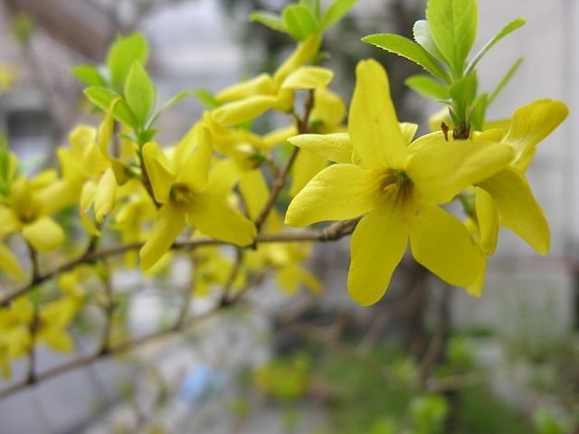 ☆レンギョウ苗木 5本！