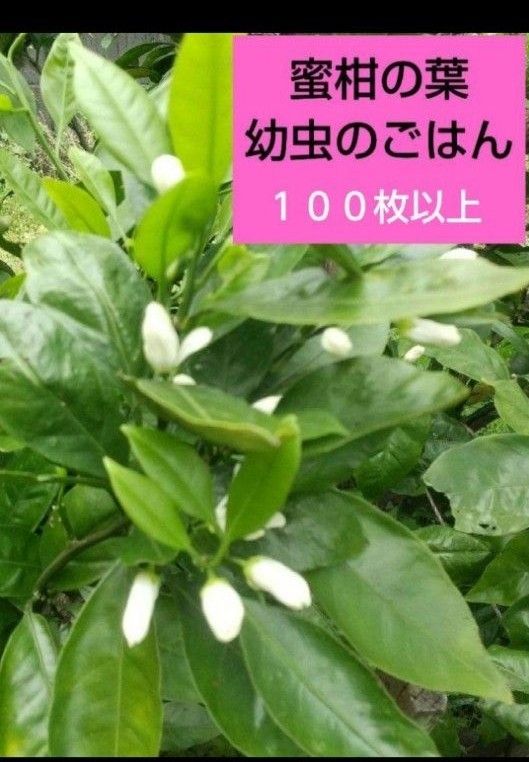 １９日までのセール！無農薬蜜柑の葉　みかんの葉　枝付き　大量１００枚