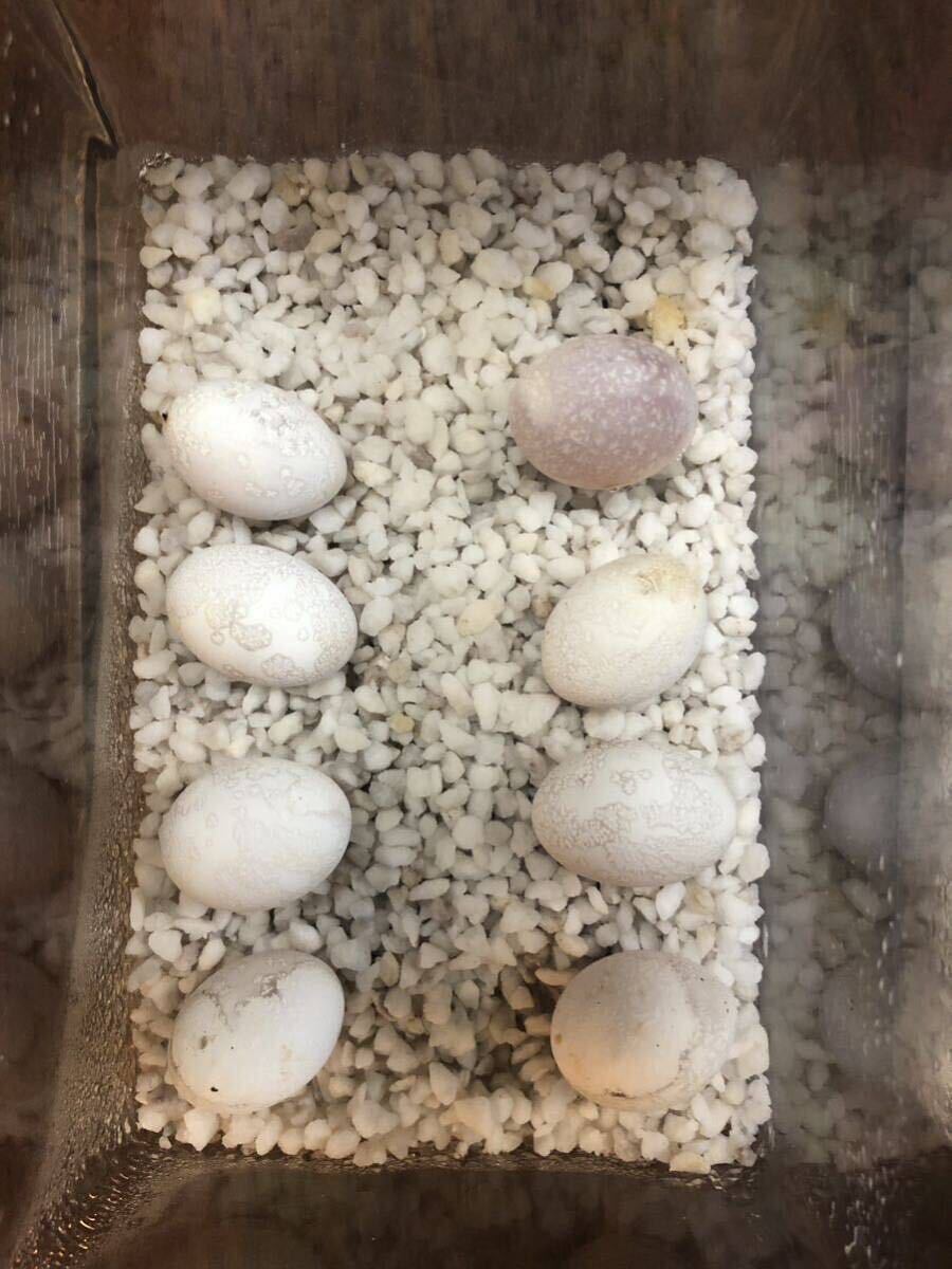 Cフトアゴヒゲトカゲ卵2個（有精卵食用）パイポゼロ、真っ白な子も出てます！_今回産まれ卵（中動き始めてます
