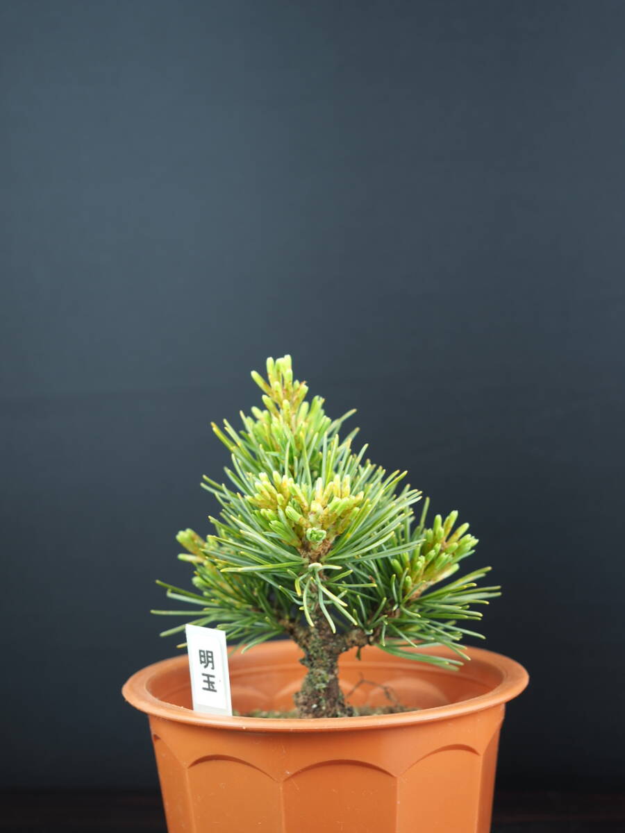... leaf pine Akira sphere 