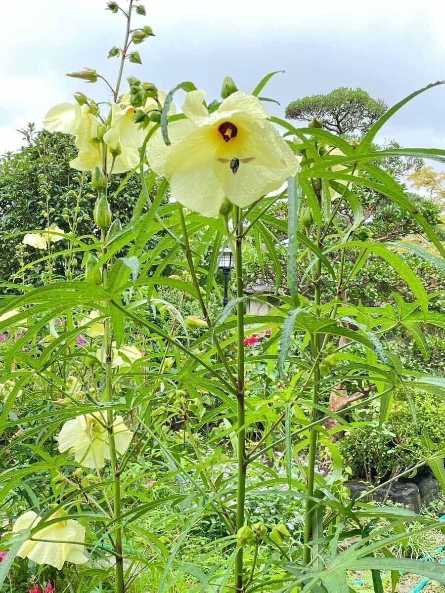 【花オクラの種】30粒　送料63円　2023年　令和5年採取　黄色い花　花を食べる野菜 3_画像5