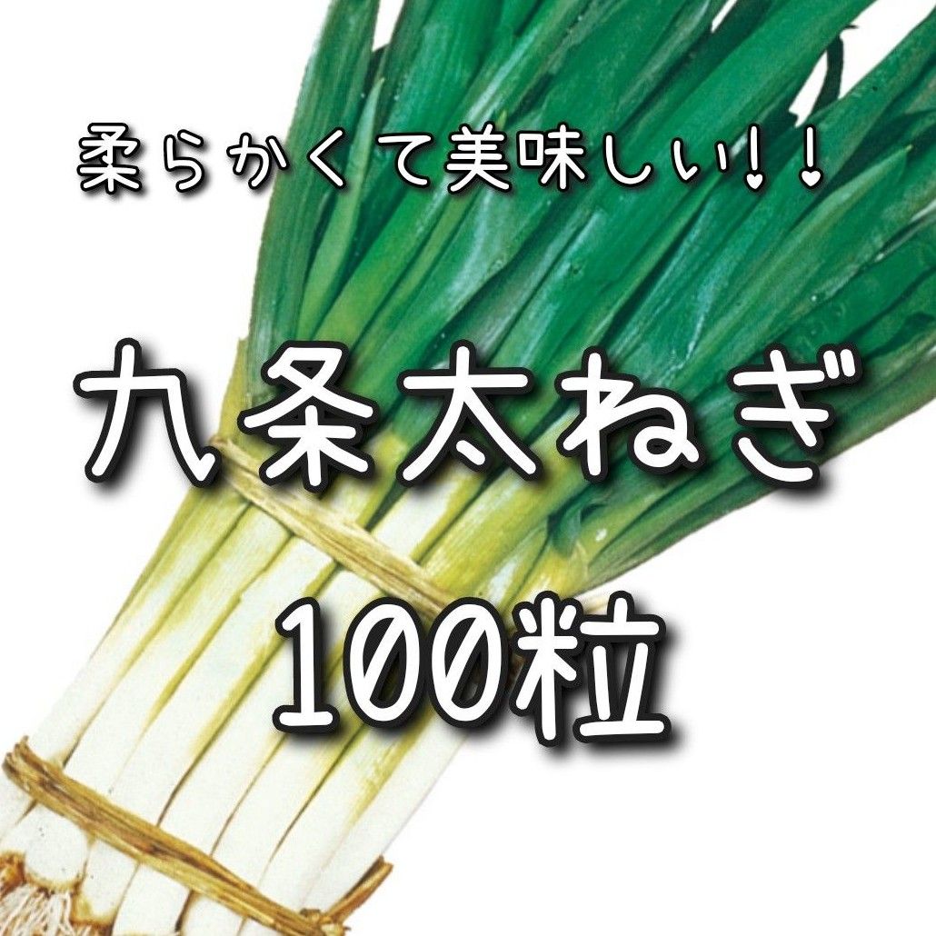 【九条太ねぎのタネ】100粒 種子 種 ネギ 野菜 家庭菜園