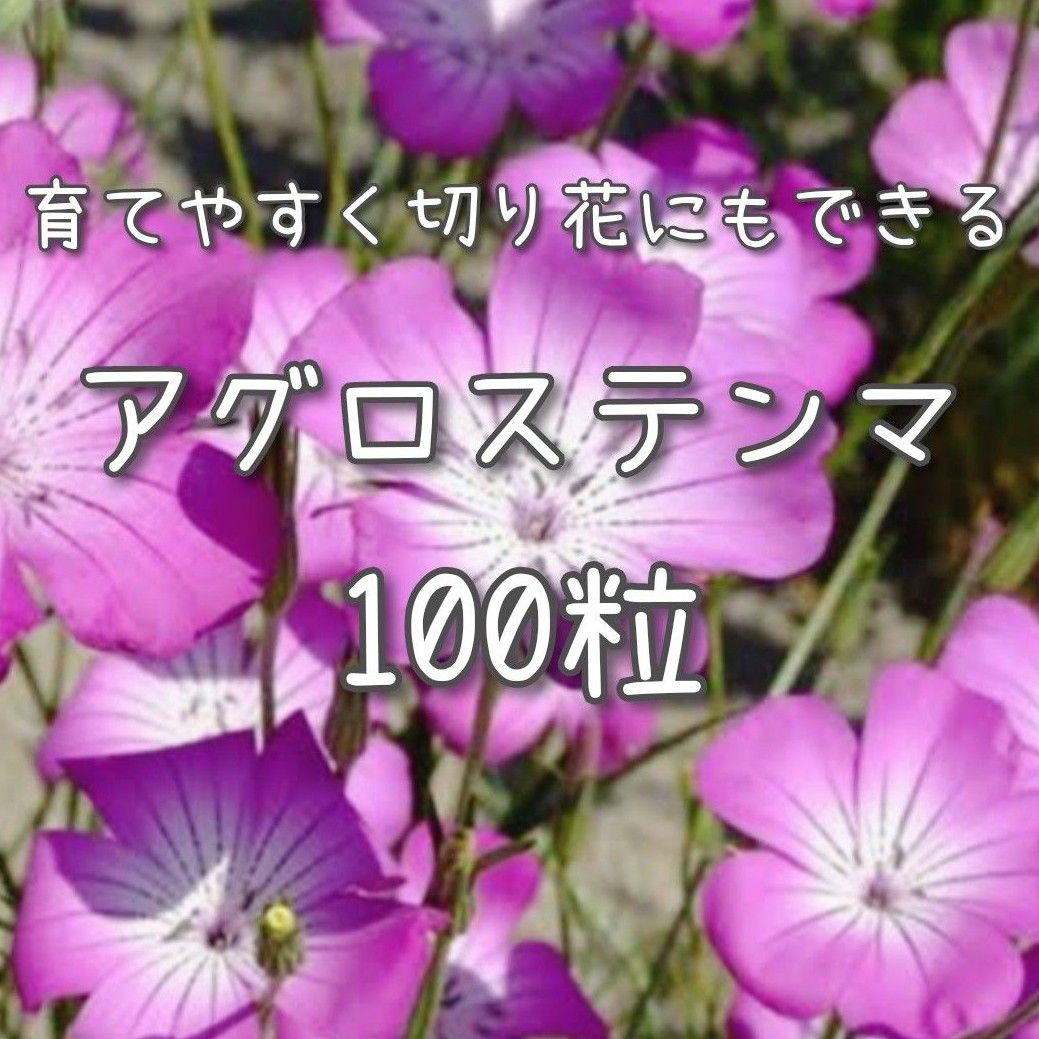 【アグロステンマのタネ】100粒 種子 種 花 切り花にも 花壇
