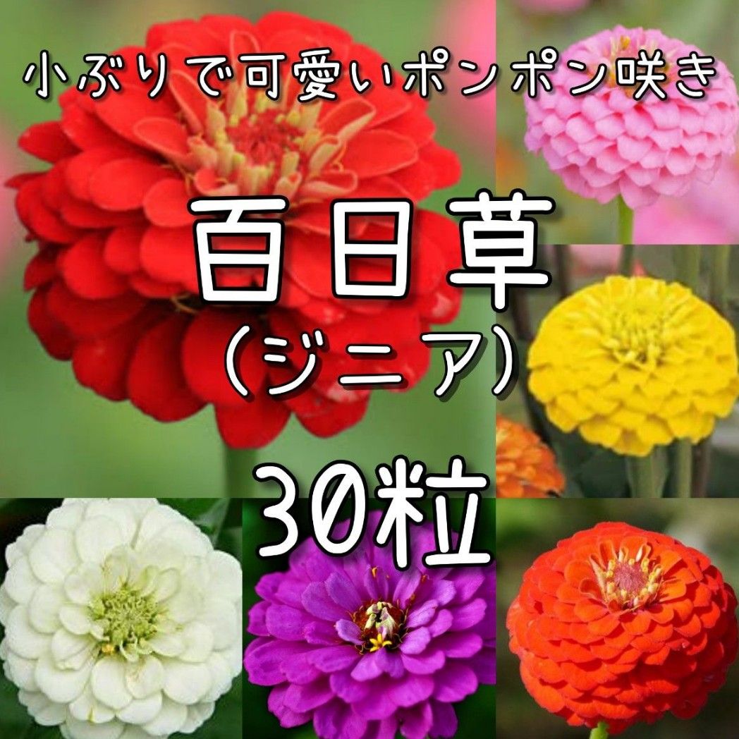 【百日草のタネ】30粒 種子 種 ヒャクニチソウ ジニア 切り花にも 花