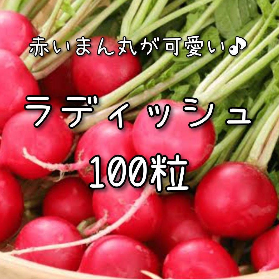 【ラディッシュのタネ】100粒 種子 種 ハツカダイコン 野菜 家庭菜園