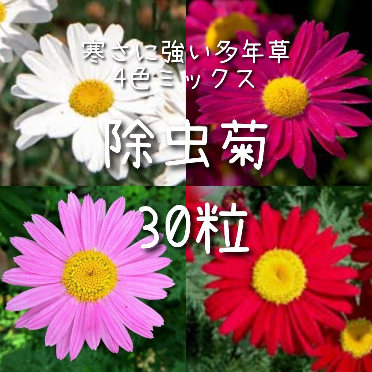 【除虫菊のタネ】30粒 種子 種 ピレスラム 虫除け菊  花 切り花にも