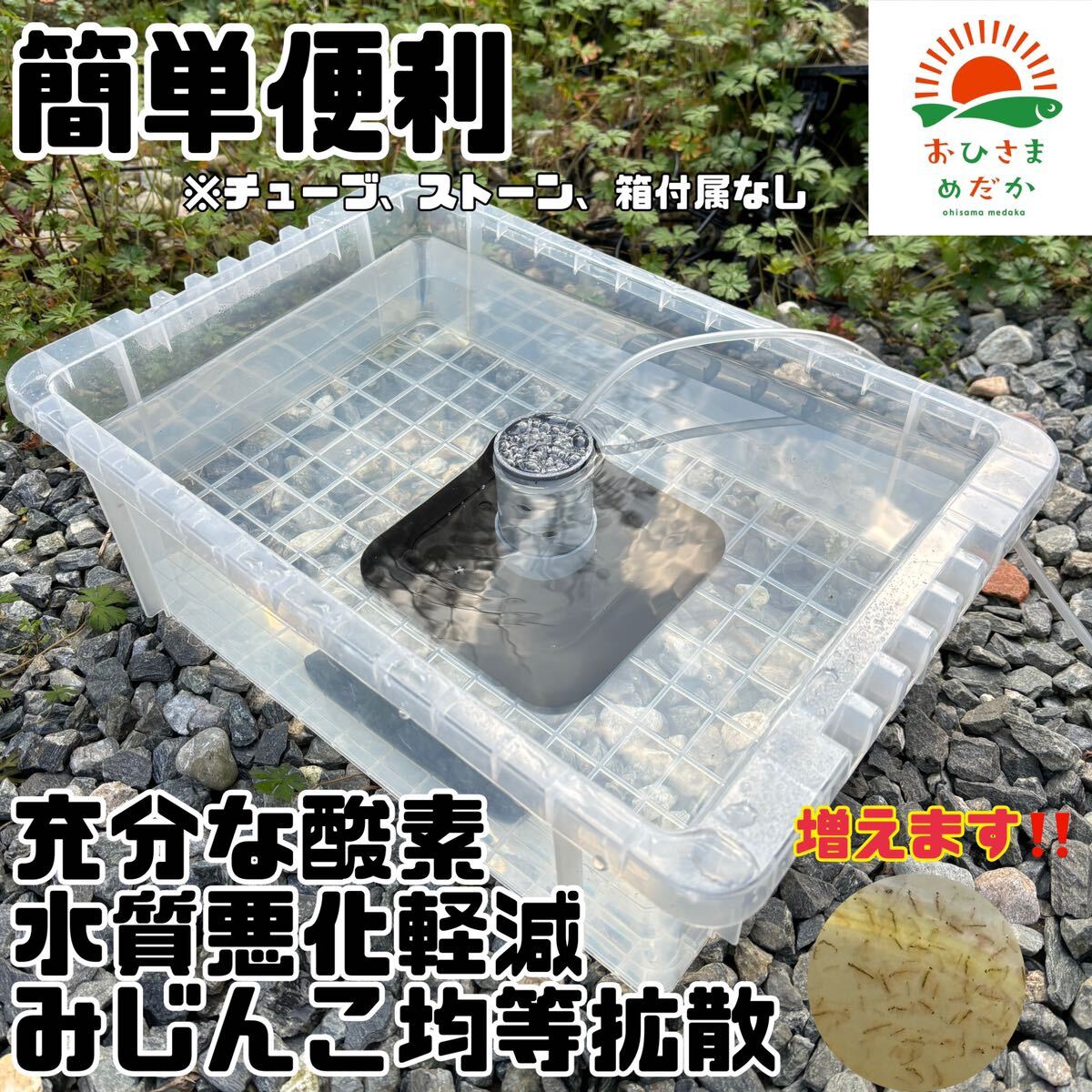 [mi Gin ko breeding vessel S size NVBOX22 correspondence ] Moina macrocopa Thai likmi Gin ko oo mi Gin ko breeding vessel me Dakar egg medaka colored carp goldfish tropical fish . fish raw bait culture medium extra 