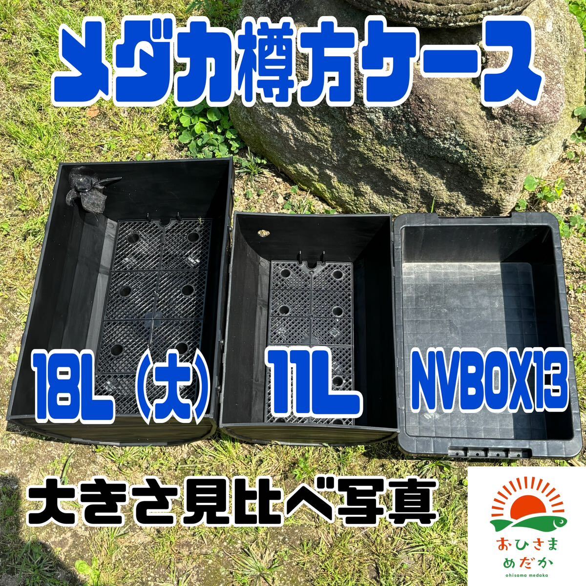 ★メダカ飼育ケース3個 樽型11Lオーバーフロー加工済★ メダカ飼育容器金魚飼育めだか飼育ビオトープゾウリムシPSB台風豪雨対策にどうぞ_画像3