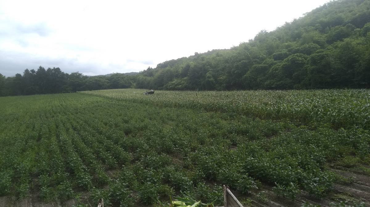 [ new legume ]. peace 5 year production Hokkaido .. block production large legume 1.