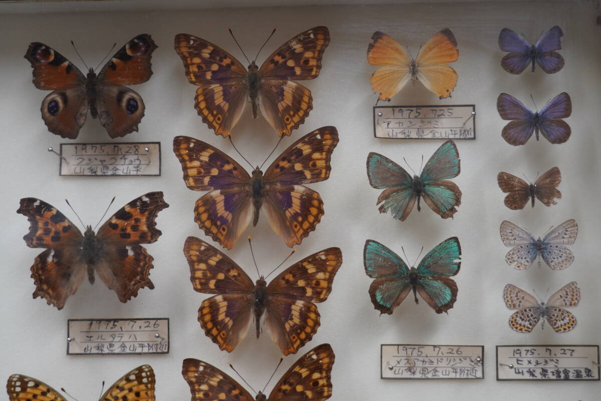 * rare! butterfly specimen butterfly . Chiba prefecture Yamanashi prefecture 1975 year ( Showa era 50 year ) about Germany type specimen box ta loading made treasure collector that time thing Vintage *3