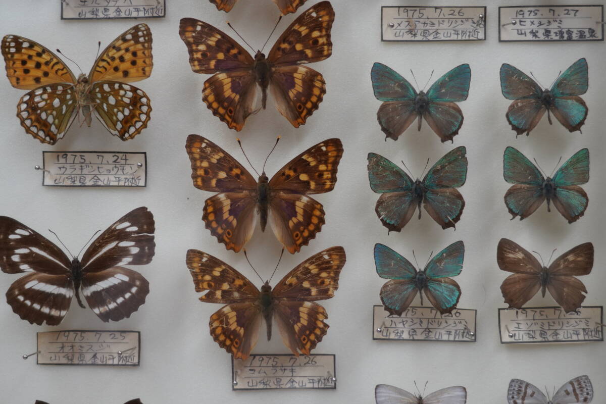 * rare! butterfly specimen butterfly . Chiba prefecture Yamanashi prefecture 1975 year ( Showa era 50 year ) about Germany type specimen box ta loading made treasure collector that time thing Vintage *3