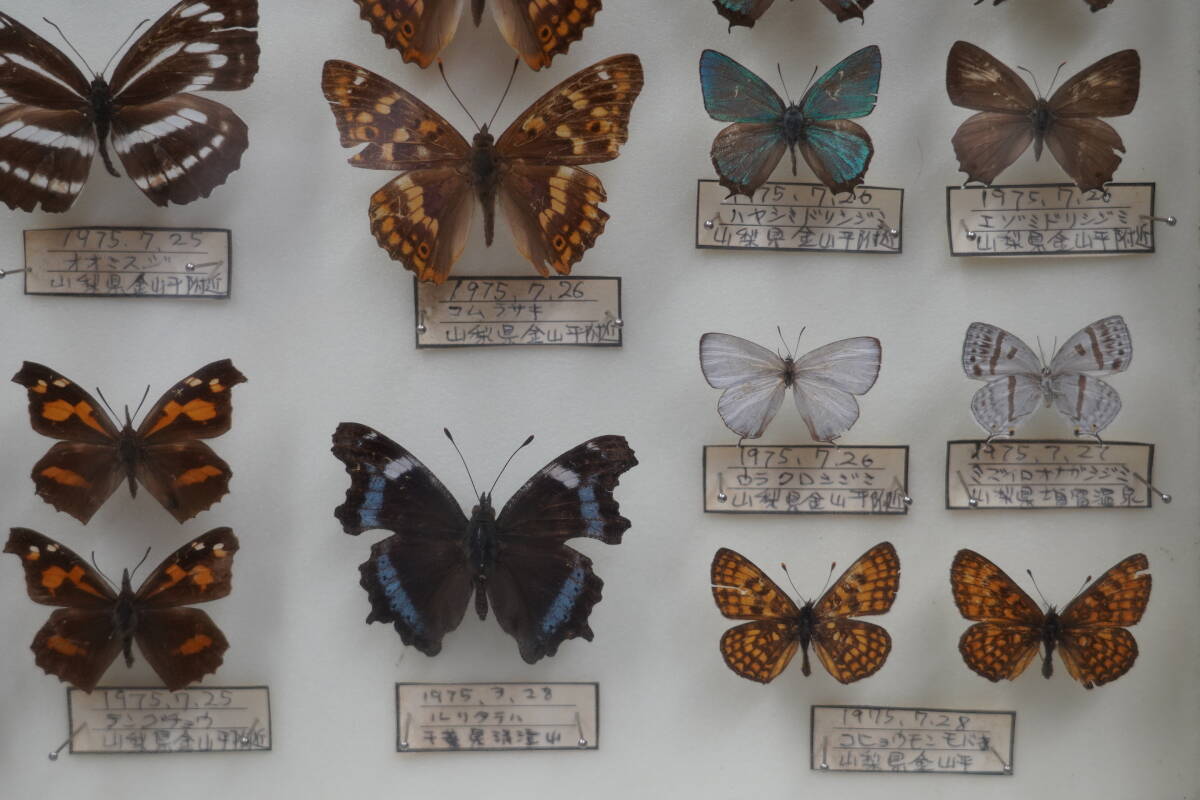 * rare! butterfly specimen butterfly . Chiba prefecture Yamanashi prefecture 1975 year ( Showa era 50 year ) about Germany type specimen box ta loading made treasure collector that time thing Vintage *3