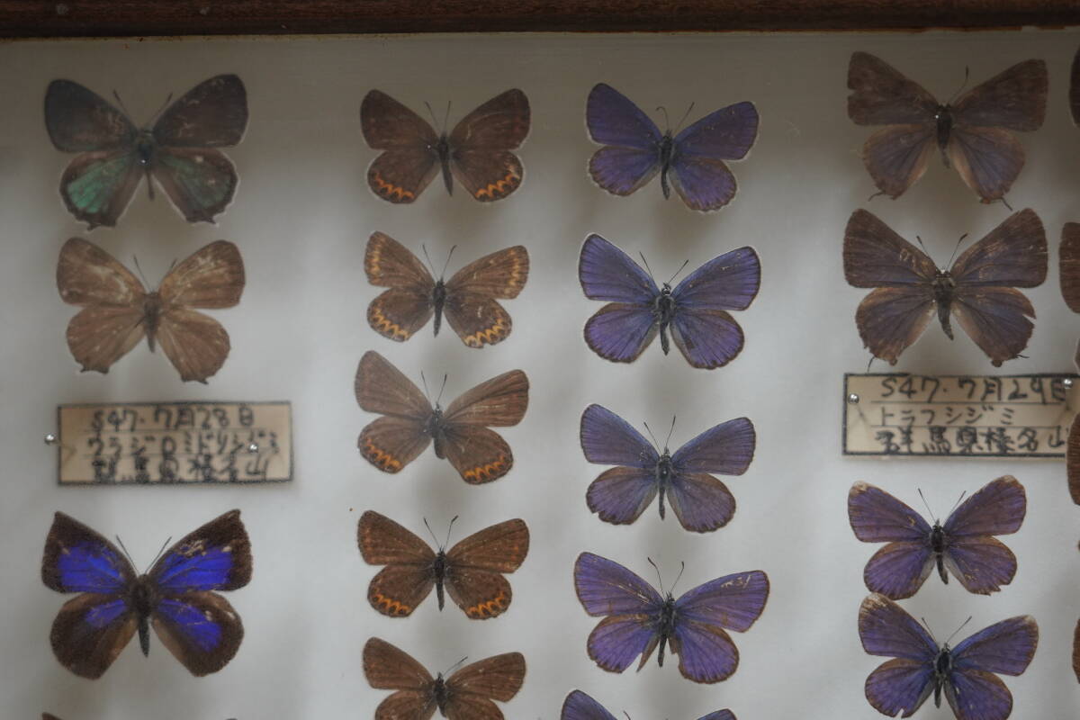 * rare! butterfly specimen butterfly . Chiba Yamanashi Tokyo Gunma 1972 year ( Showa era 47 year ) about Germany type specimen box ta loading made treasure collector that time thing Vintage *5
