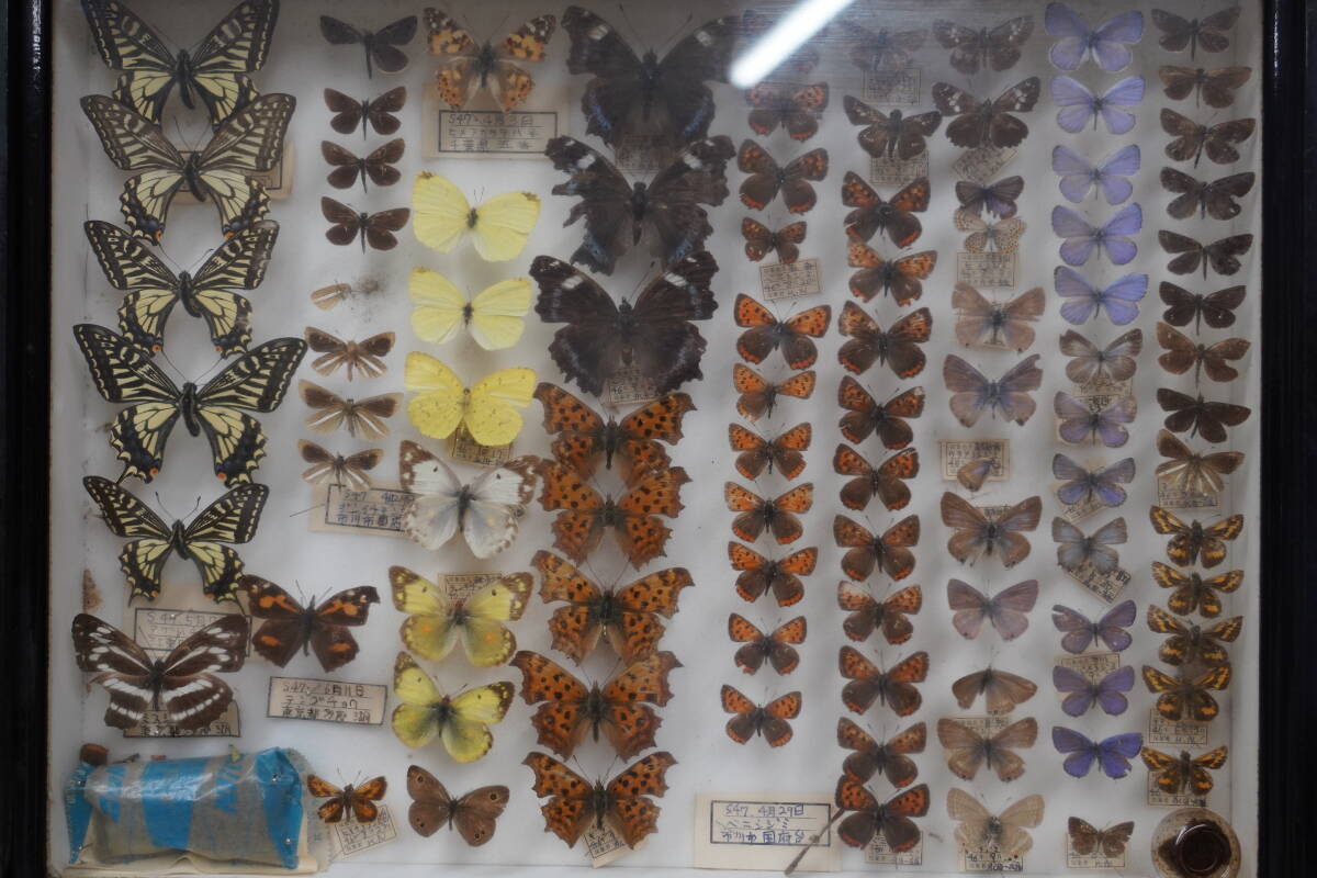 * rare! butterfly specimen butterfly . Chiba prefecture Tokyo Metropolitan area etc. 1972 year ( Showa era 47 year ) about Germany type specimen box treasure collector that time thing Vintage *8