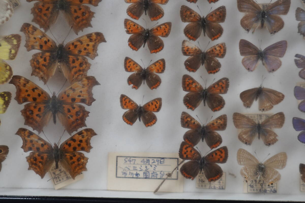* rare! butterfly specimen butterfly . Chiba prefecture Tokyo Metropolitan area etc. 1972 year ( Showa era 47 year ) about Germany type specimen box treasure collector that time thing Vintage *8